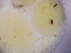 Полтонны гречки с личинками моли для детских садов обнаружили в столице