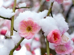 Синоптики вновь обещают заморозки в Молдове