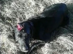 Жена с мужем из Кишинева спасли жестоко избитую и умиравшую собаку