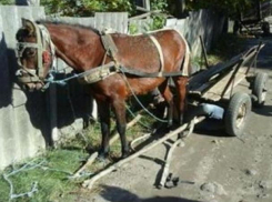 Смертельные травмы получил упавший с телеги мужчина, которого долго тащила лошадь в Резине  