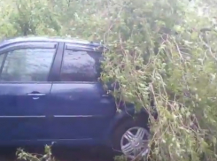 В Кишиневе дерево упало на припаркованные автомобили