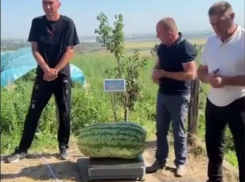 В Молдове вырастили арбуз-гигант весом 74 килограмма