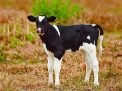 Теленок убил пенсионера в Тараклийском районе