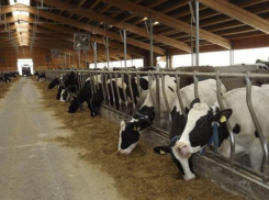 Женщина открыла коровью ферму в родном селе, но работать никто не хочет