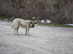 В Кишинёве стая собак напала на ребёнка: полиция начала проверку