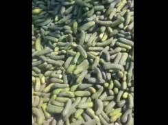 Фермеру не удается сбыть огурцы, и он вынужден скармливать их уткам