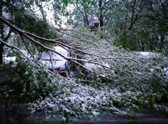 Первая жертва: на Ботанике из-за падения дерева пострадал человек