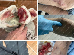 В Кишиневе стая бродячих собак напала на девушку