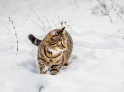 В Молдове ночью возможен снег: погода на вторник 