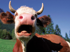 Испугавшаяся корова убила своего хозяина в Слободзейском районе