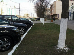 Белить или не белить: так ли нужна городу известь на деревьях и бордюрах?