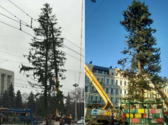 Киевляне назвали причины позорного «облысения» главной елки, «сбежавшей из Молдовы»