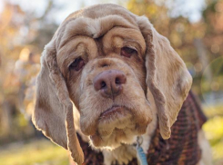 ANSA будет выплачивать вознаграждения за сообщения о найденных умерших животных