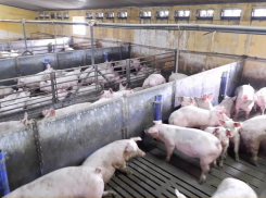 Фермер из Новых Анен, подозреваемый в убийстве и расчлененке: односельчане называют его агрессивным и неуравновешенным