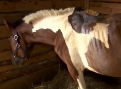 Страшная рана образовалась под седлом у жеребенка после катания туристов в Одессе
