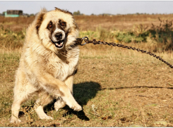 С сентября 2027-го: какие породы собак нельзя будет разводить в Молдове