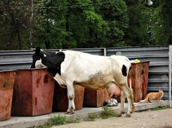 Предприниматели превратили Чадыр-Лунгу в пастбище для коров