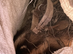 В Молдове спасли барсука, который попал в плен