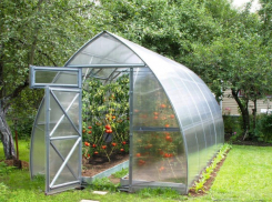 Приспособиться к новым условиям - коронавирус внес свои коррективы в тепличное сельское хозяйство 