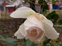 Аномалии погоды: в Кагуле на Новый год распустились розы