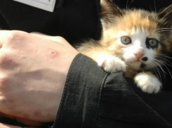 Мужчина на глазах маленьких девочек жестоко расправился с котенком в Тирасполе