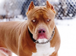 Срочно! В кишиневском парке застрелили питбуля после нападения на женщину