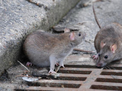 Кормящих голубей жителей Кишинева обвинили в нашествии крыс в примэрии 