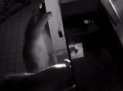 Медведица с двумя медвежатами поели в американской пиццерии и попали на видео