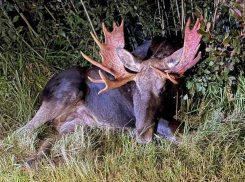 В окрестностях Дрокии появилась пара лосей  