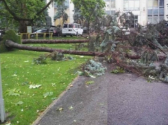 Рухнувшие на автомобили под ударом шторма деревья возмутили жителей Кишинева
