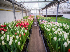 В теплицах под Яловенами распустились тюльпаны посреди зимы