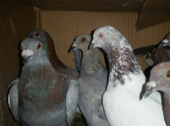 Живых голубей, мясо и колбасу подпольно везли молдаване в Россию