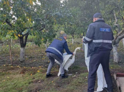 Заблудившегося лебедя спасли в Оргеевском районе