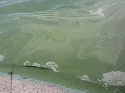 Картина апокалипсиса: Озеро в парке «Валя Морилор» источает запах химикатов  