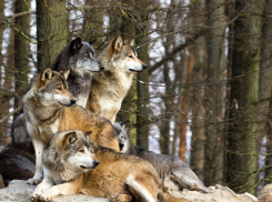 В Гагаузии на окраине Комрата стали появляться волки