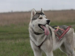 Бессердечие зашкаливает - в РМ собаку выкинули прямо на обочине дороги, как пакет с мусором