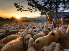 Пастух изнасиловал 14-летнюю девочку, обрив ее налысо