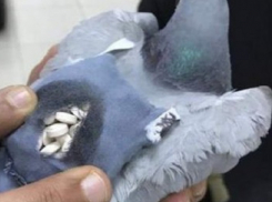 Голубь доставил заключенным партию наркотиков 