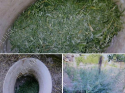 В Парканах мужчина «кормил» рыбу марихуаной