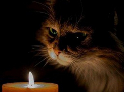 Поставщик электроэнергии объявил о временных отключениях во вторник: узнайте адреса