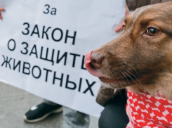 Отобрать животное и увеличить штрафы - что предлагают изменить в законодательстве 