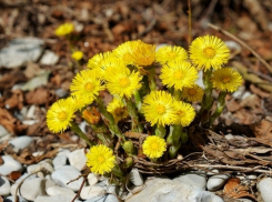 Несмотря на обещанные осадки в среду будет по-летнему тепло