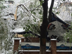 Упавшее на Ботанике дерево разрушило террасу 