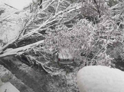 На Ботанике с утра лежит неубранным дерево, примявшее автомобиль