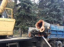 После Долины Роз примэрия взялась за вырубку деревьев и в парке Алунелул