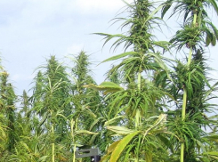 Выдано первое в Молдове разрешение на производство промышленной коноппли