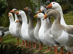 Сосед отрубил женщине газ из-за выпаса гусей