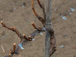 Производители вина встревожены вероятной засухой и предсказывают снижение производства