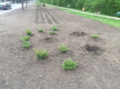На улице Флорилор неизвестные украли свежевысаженные кустики туи