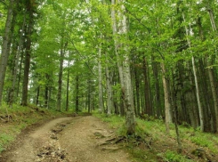 Гражданам Молдовы настоятельно не рекомендуют посещать леса на Пасху